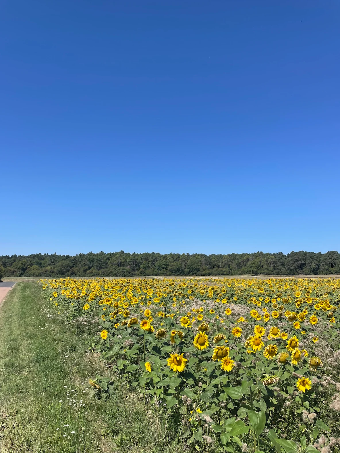 scene setting for goodlids blog