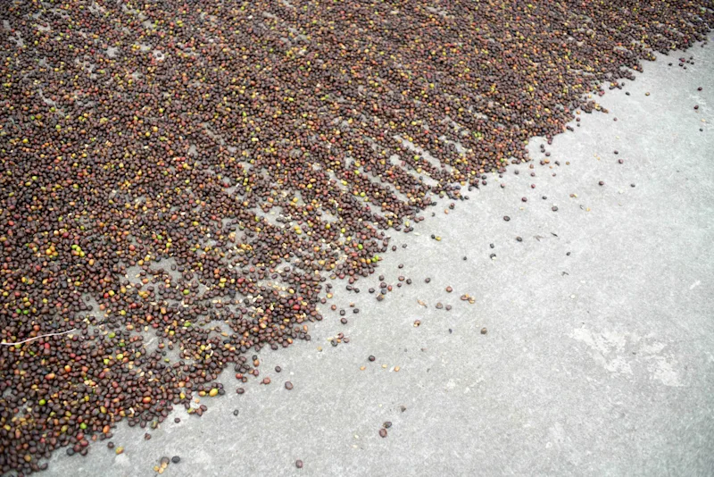 ARABICA_V_ROBUSTA_HERO