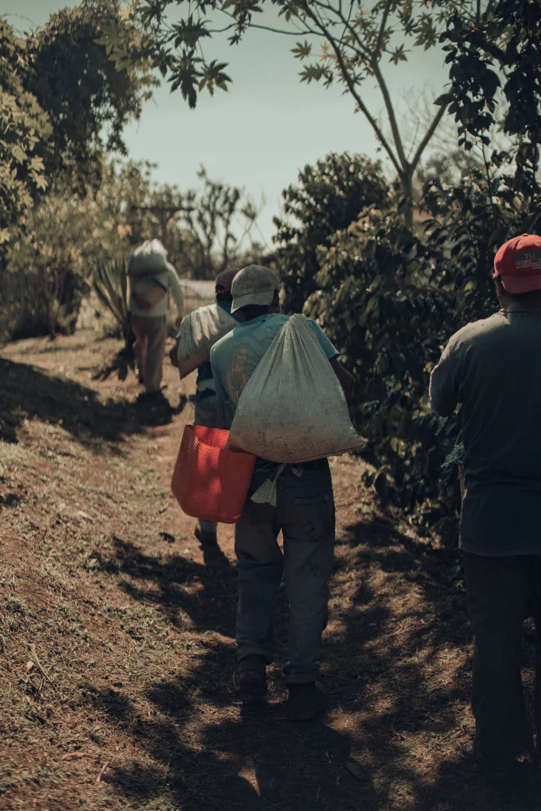 ElEquimite_harvesting